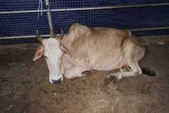 IMG-20240904-WA0012