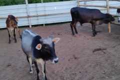 IMG-20250531-WA0006